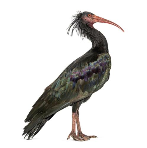 Waldrapp