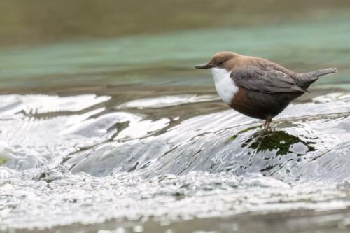 Wasseramsel