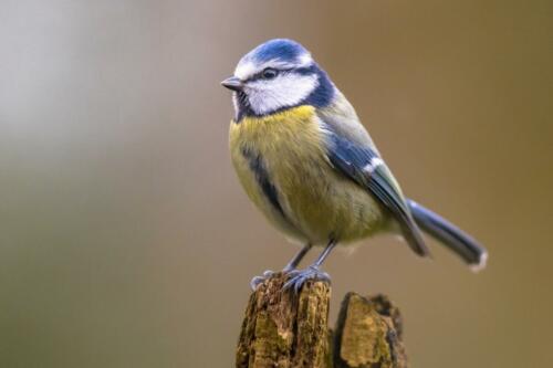 Blaumeise