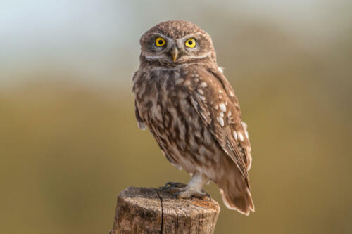 Little,Owl