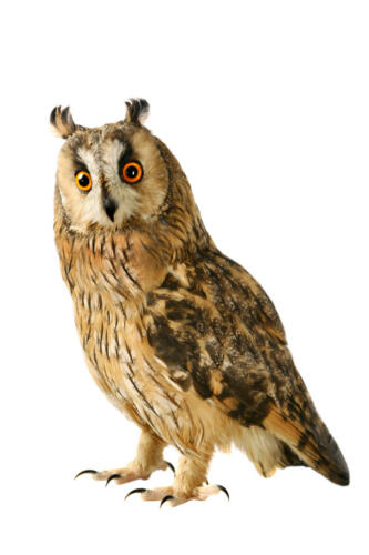 Waldohreule